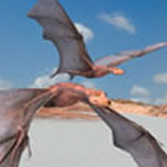 flying bats
