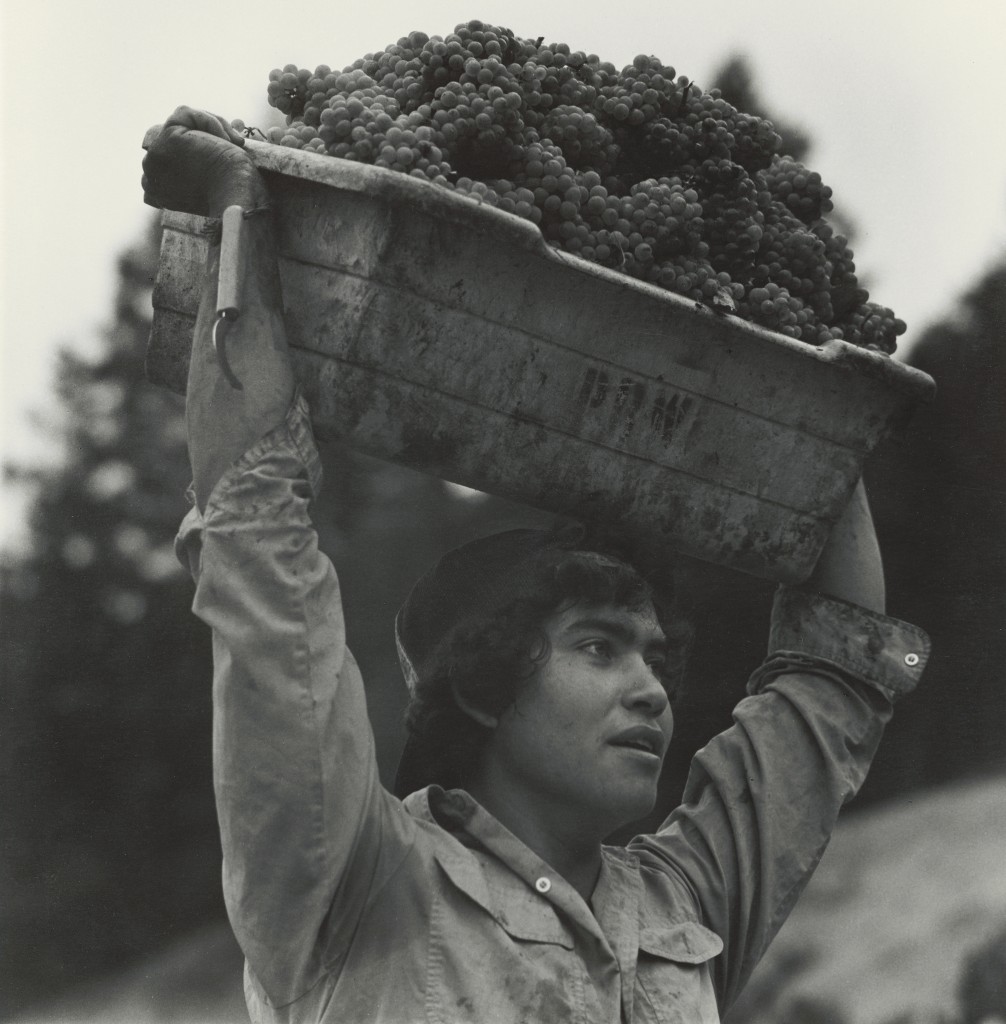 Young grape picker, 1984, California
