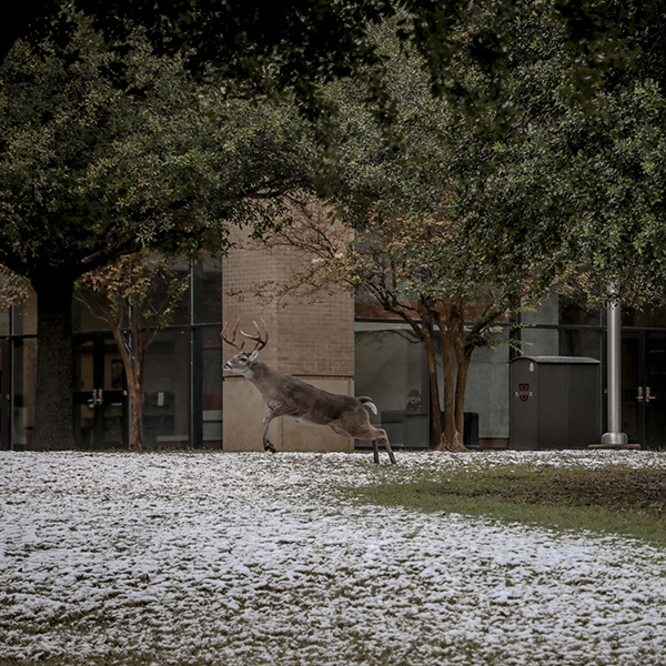 A Deer in the Snow
